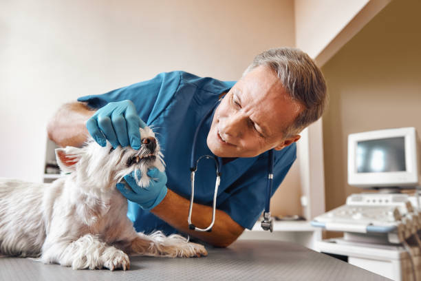 Best Dental Abscess Treatment in Ponchatou, LA